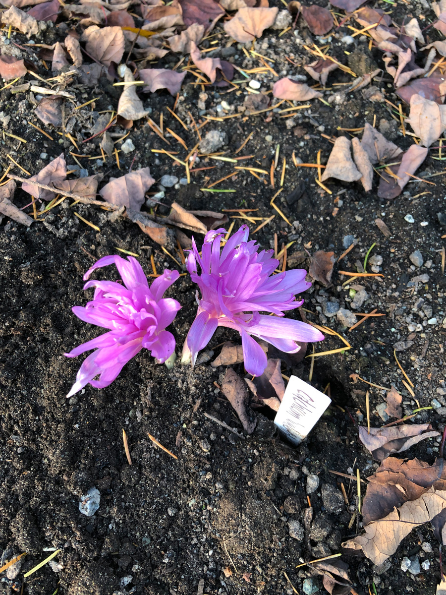 autumn crocus ‘Waterlily’ is a hybrid