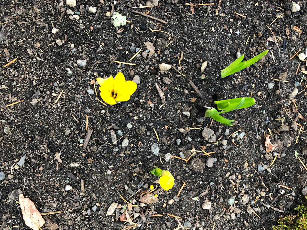 autumn daffodil's bright yellow blooms emerge from the ground in fall