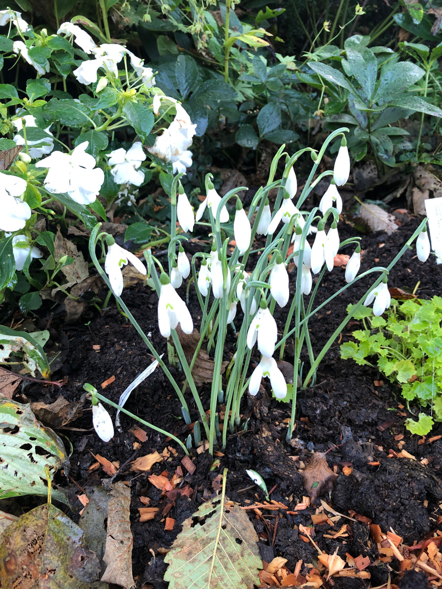 Queen Olga's snowdrop has dainty white flowers that open like clam shells that droop off their skinny stems in a clump