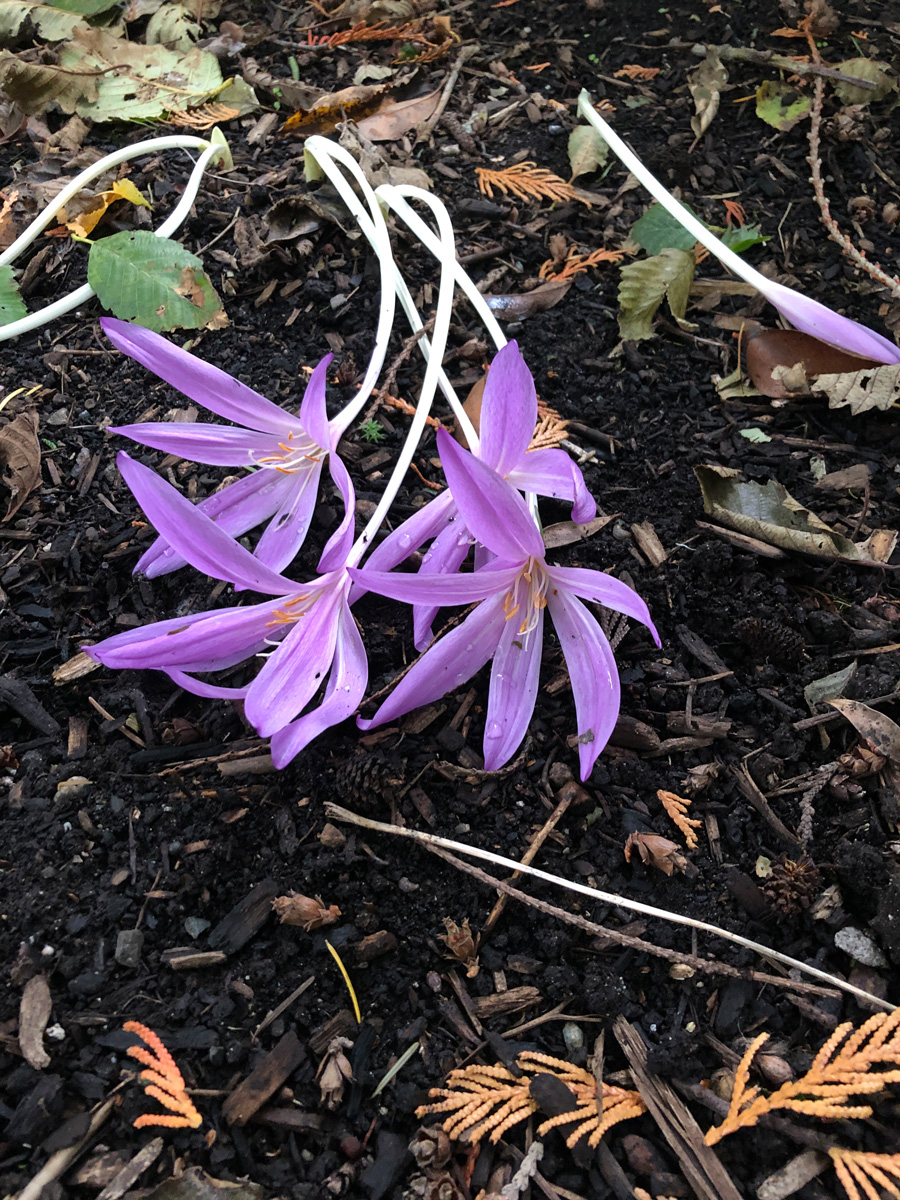 colchicum autumalis