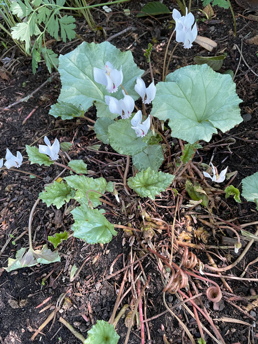 small white flowers with broader sage-colored leaves, cyclamen is a hardy autumn bulb