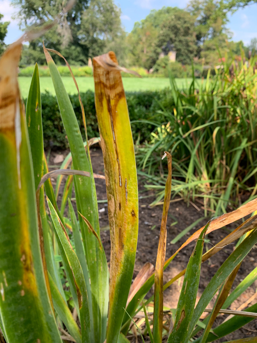 iris leaf blade with leaf spot