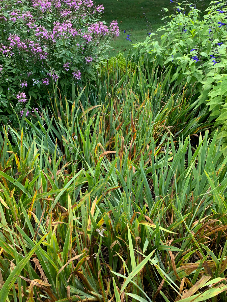 Iris leaf spot is a disease as seen here in the yellowing blades of an Iris plant.