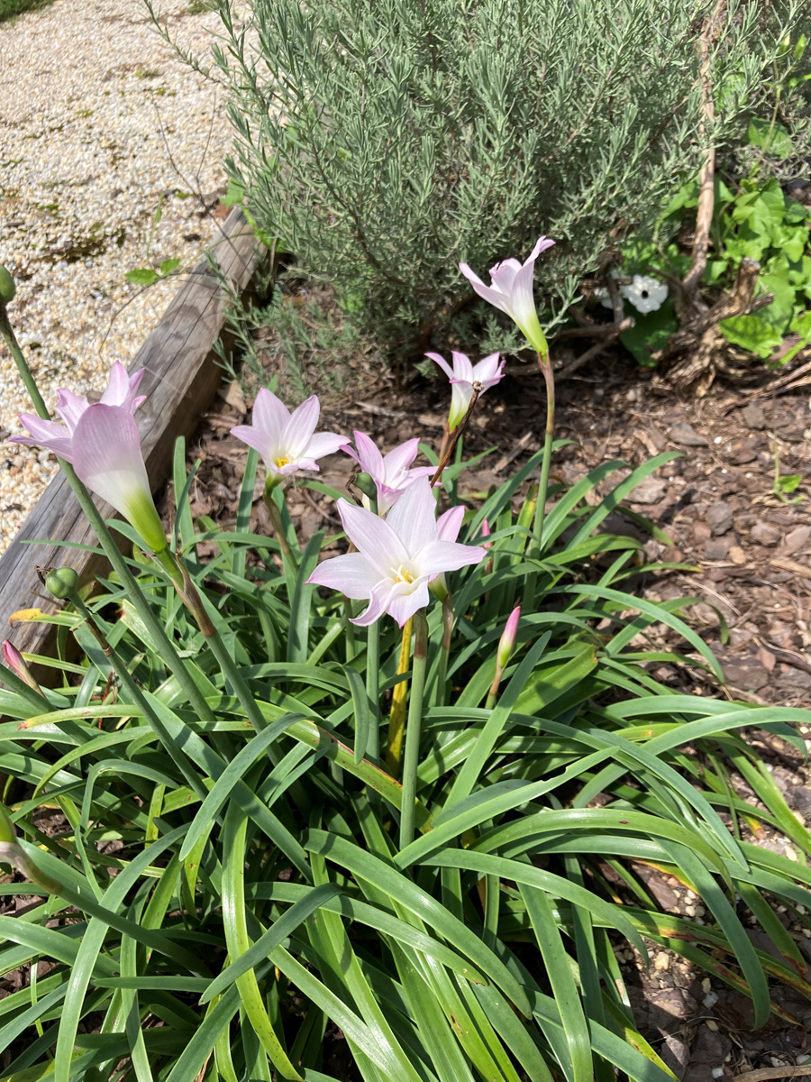 A rain lily plant with pale pink and white flowers.