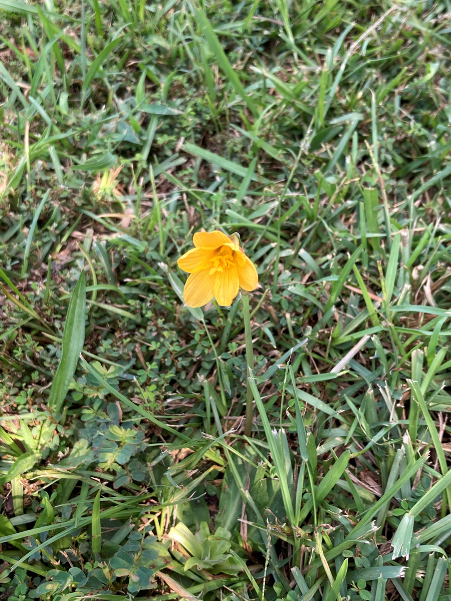 Rio Grande copper lily with a rich yellow flower