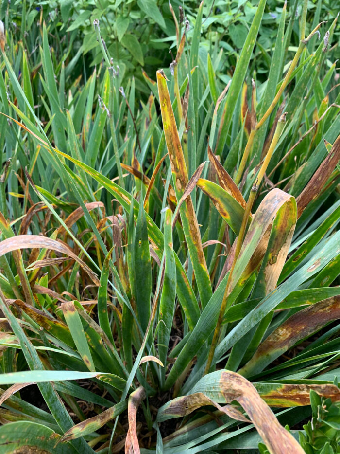 Iris leaf spot targets iris foliage after particularly moist summers.