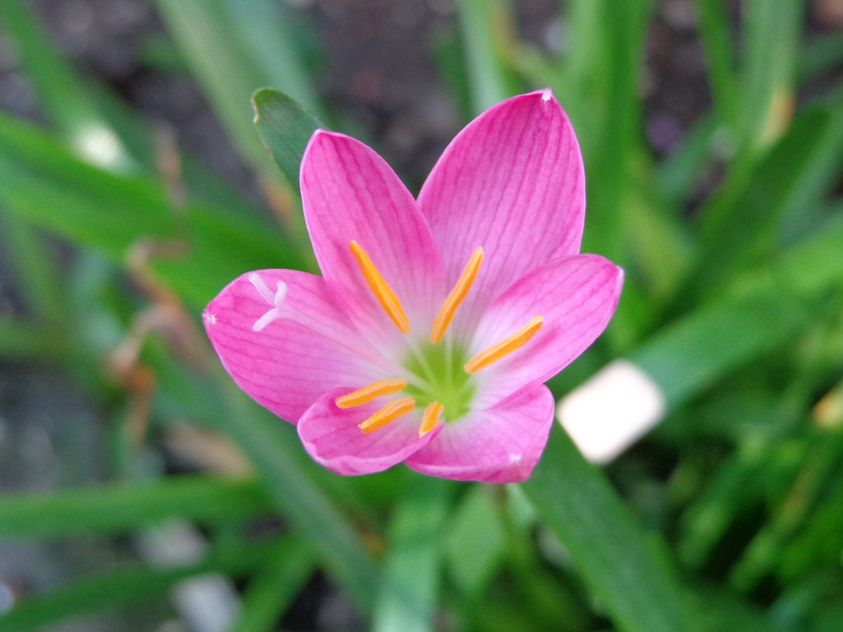 Bright pink rain lily flower