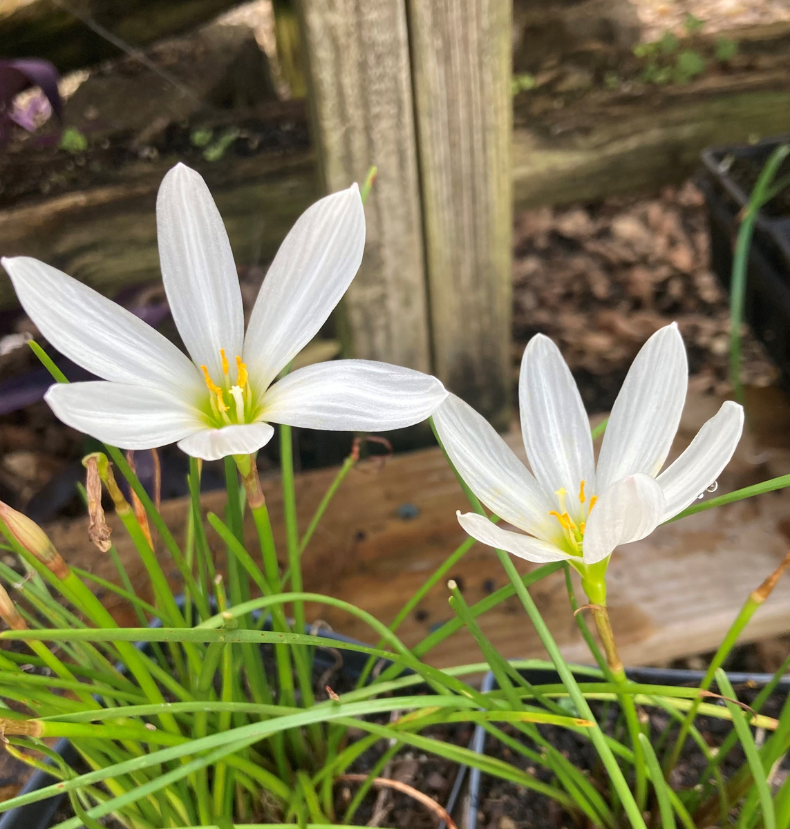 Close-up of Peruvian swamp lily highlights the white petals