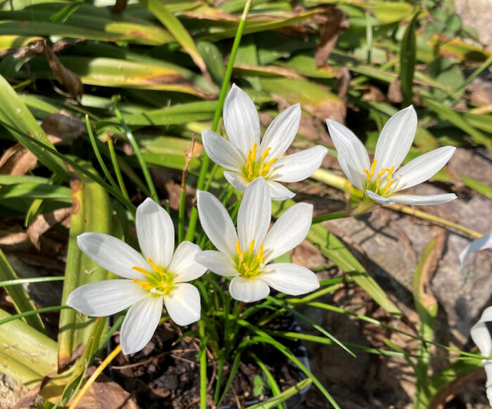 Peruvian swamp lily (Zephyranthes candida) growing, white petals