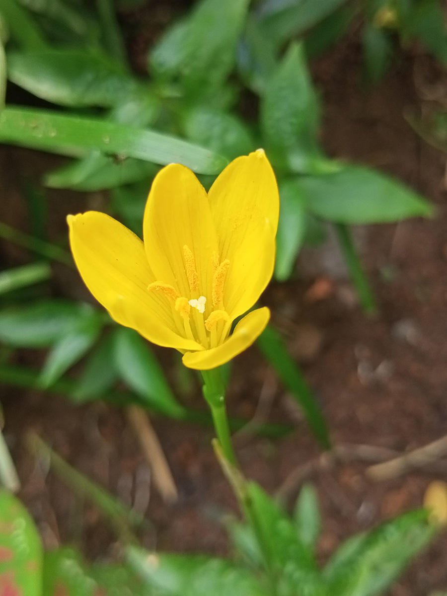 This yellow rain lily's flower is a true yellow.