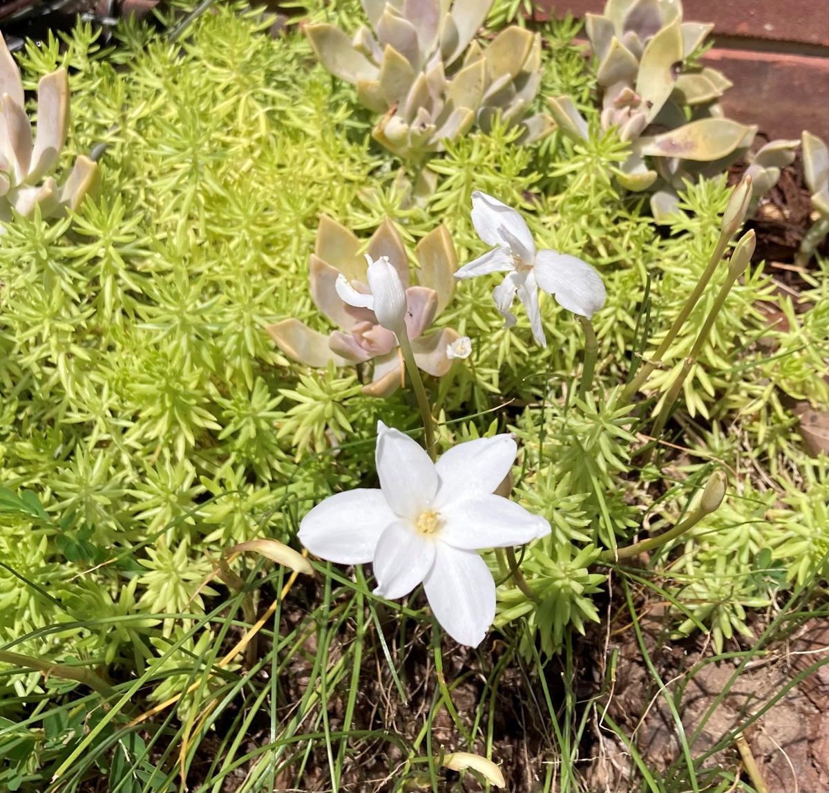 Evening rain lily has shocking, bright white flowers