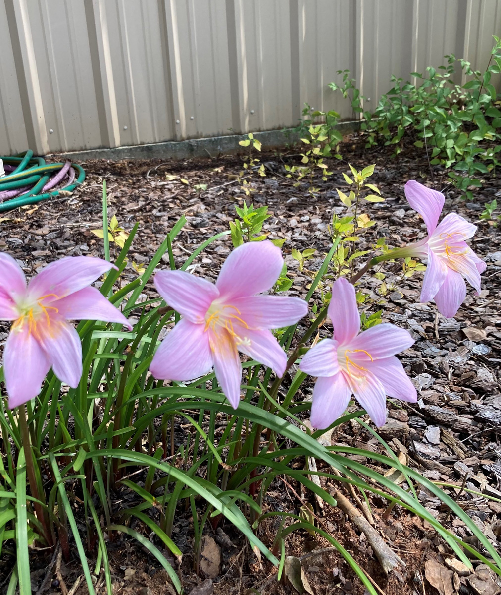 A zephyr lily plant has pink petals that run towards orange and white at the throat of the flower..