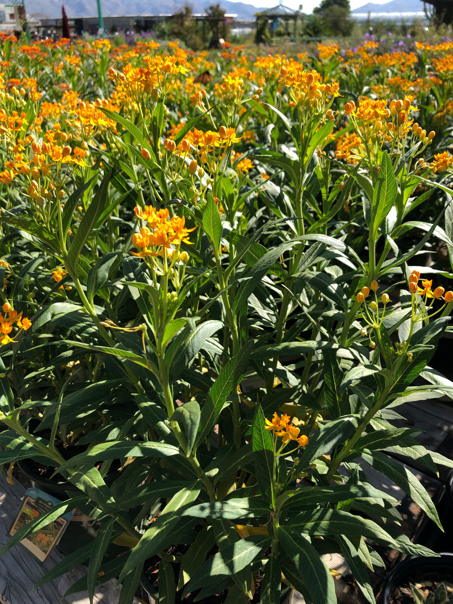 ‘Silky Gold’ tropical milkweed 