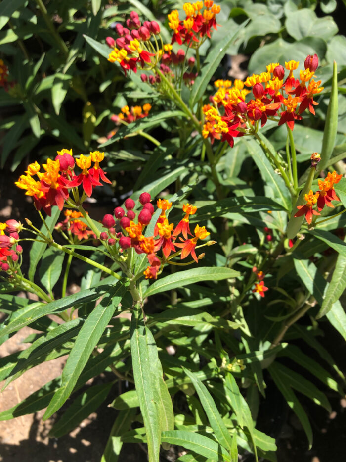 ‘Red Butterflies’ tropical milkweed