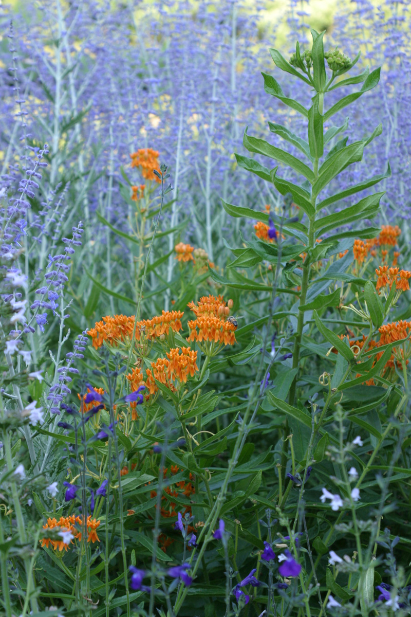 Butterfly weed