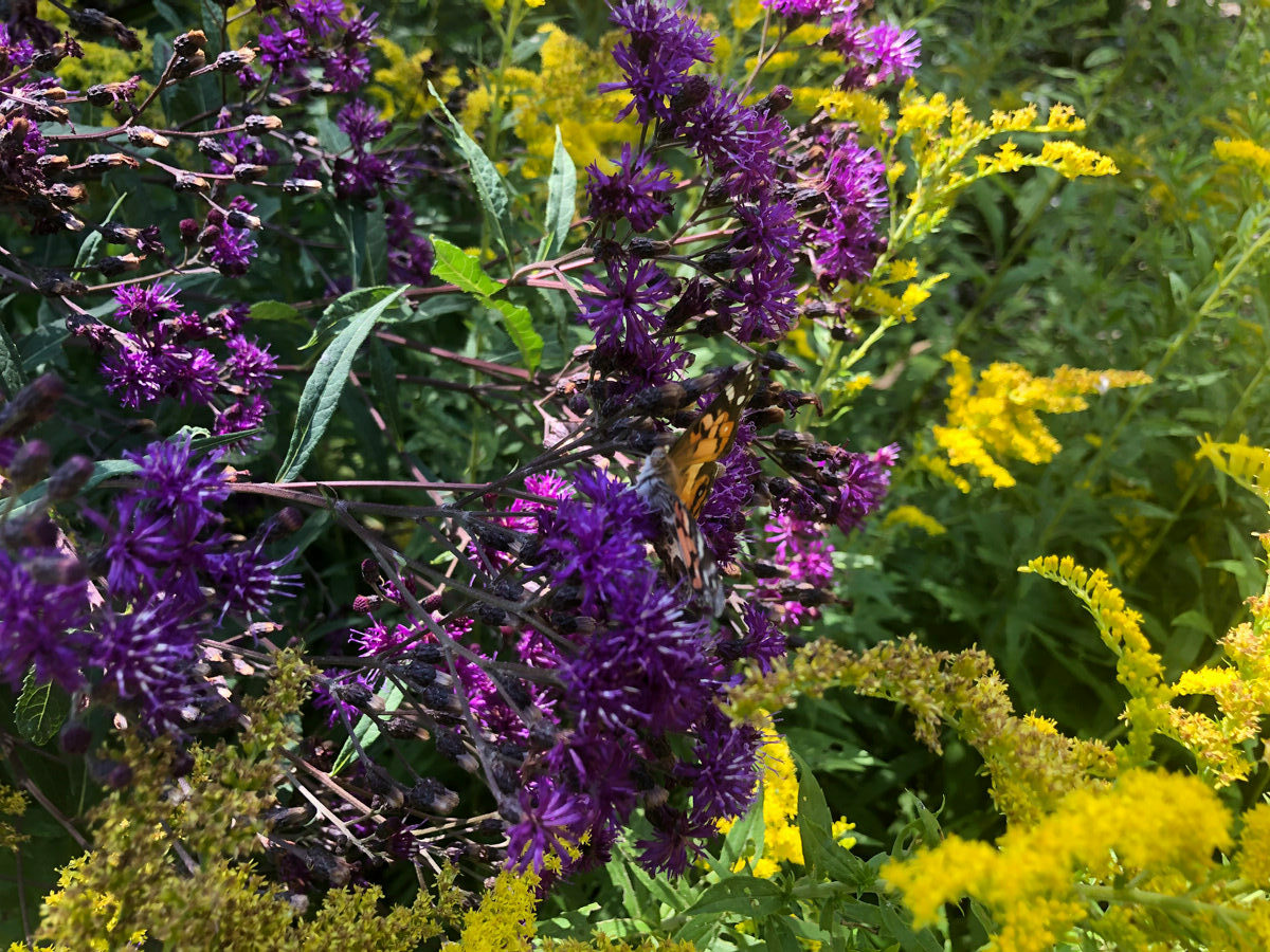 ‘Iron Butterfly’ ironweed and ‘Peter Pan’ goldenrod 