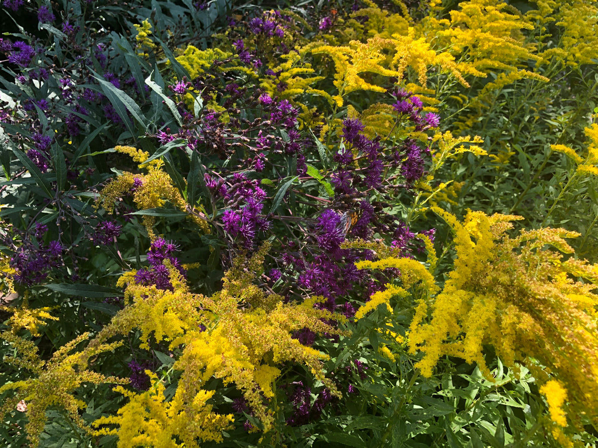 ‘Iron Butterfly’ ironweed