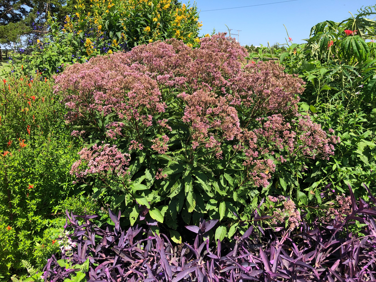 Toscano Eupatorium 'Phantom'