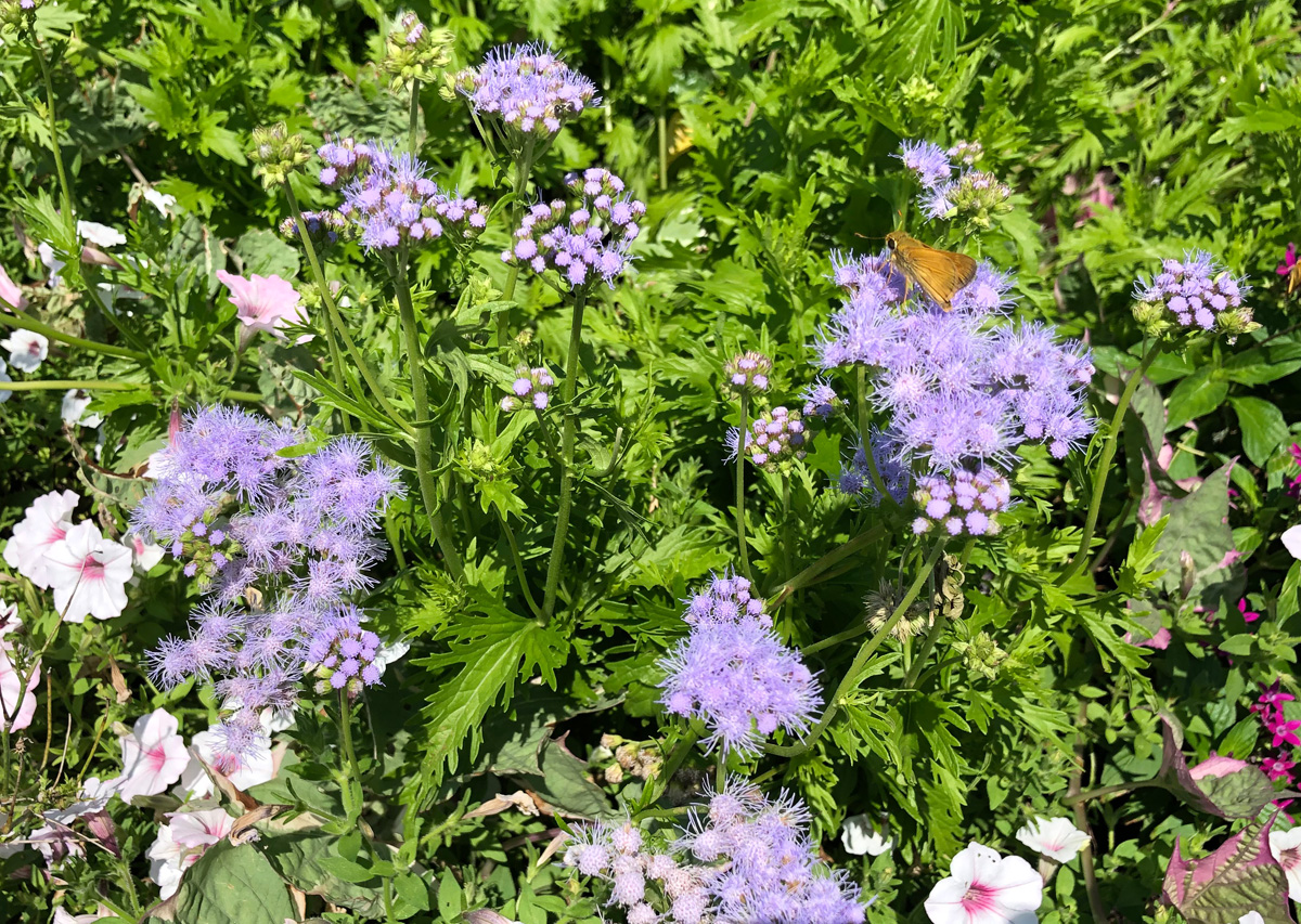 Gregg’s mistflower 