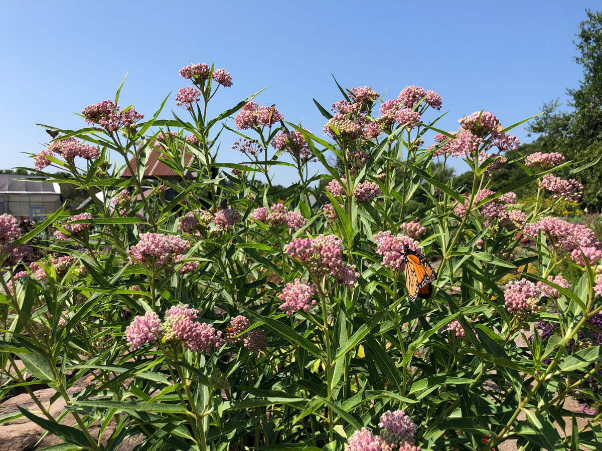 Swamp milkweed plant