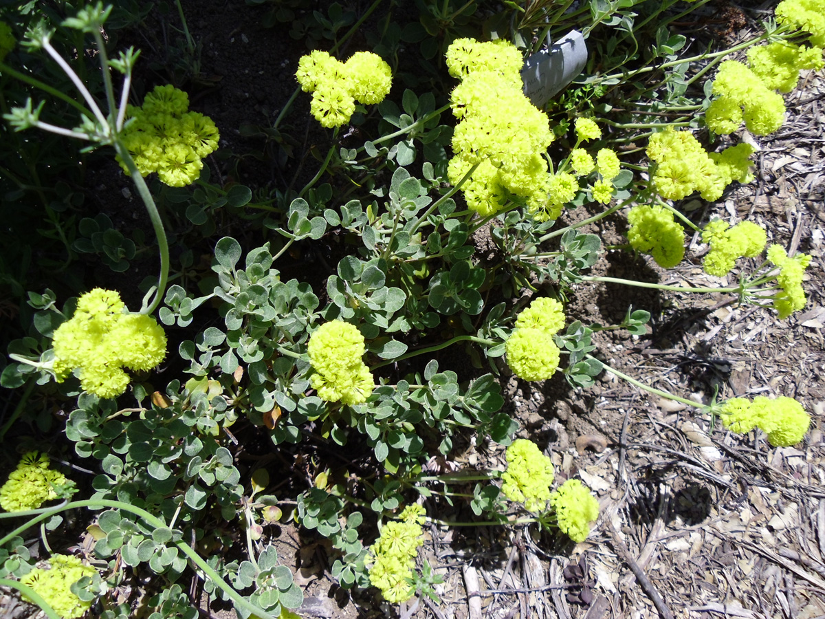 Sulphur buckwheat 