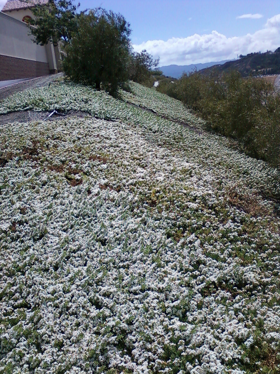 creeping myoporum