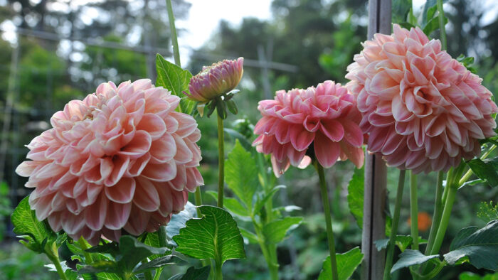 light pink dahlias