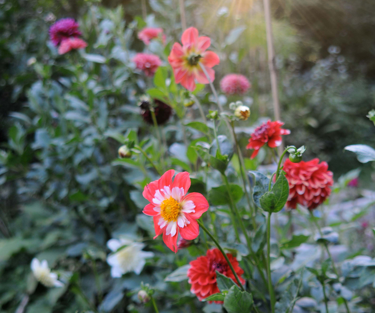 Planting Dahlias in Grow Bags & Taking Risks