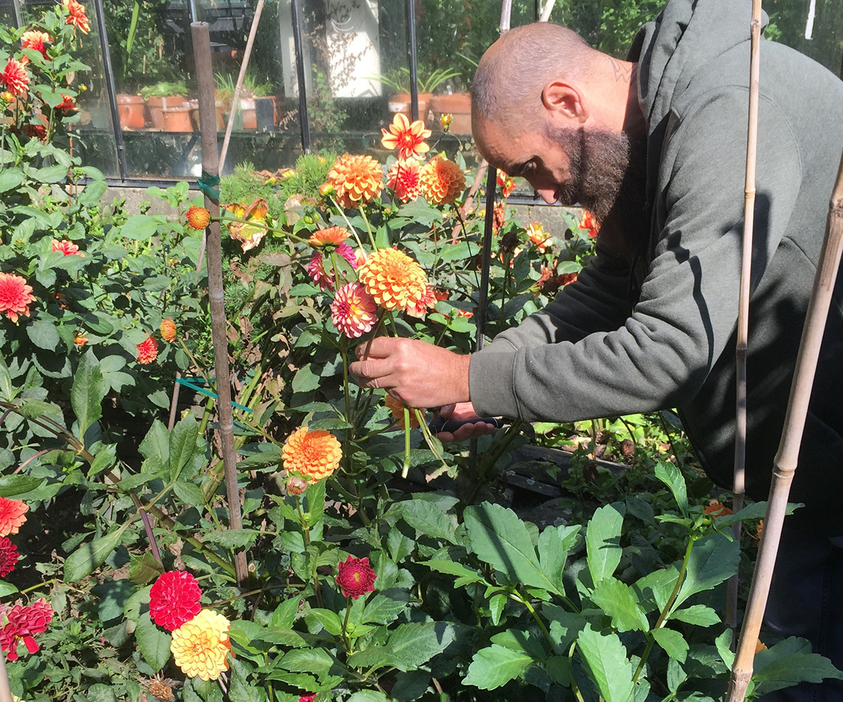 Planting Dahlias in Grow Bags & Taking Risks