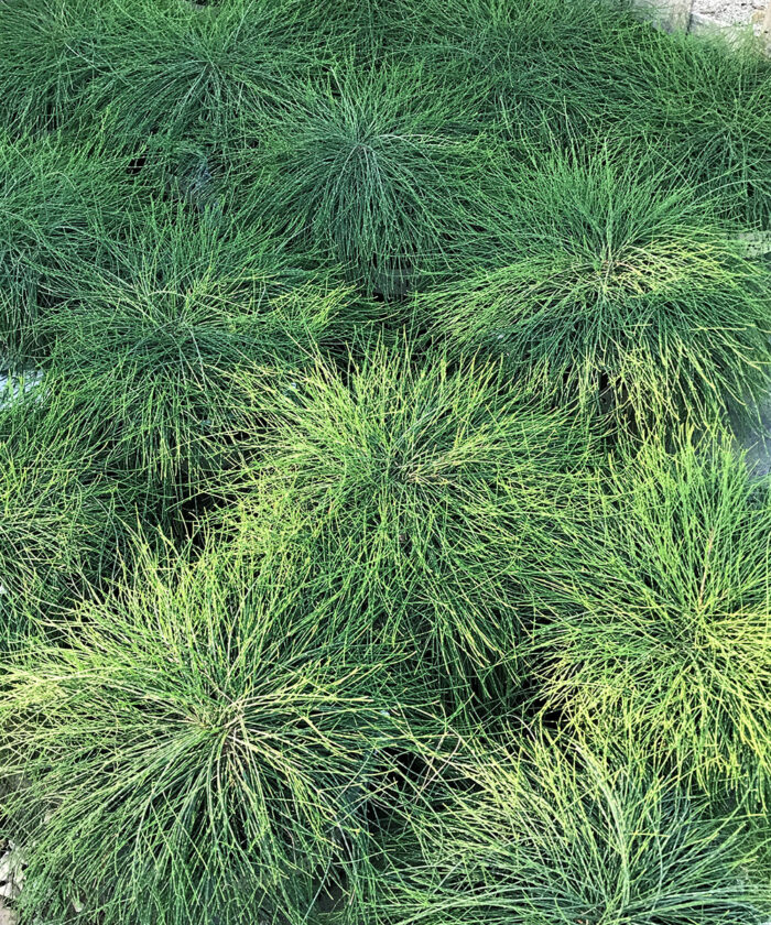 ground cover for shade