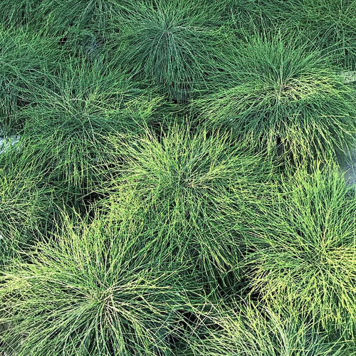 ground cover for shade