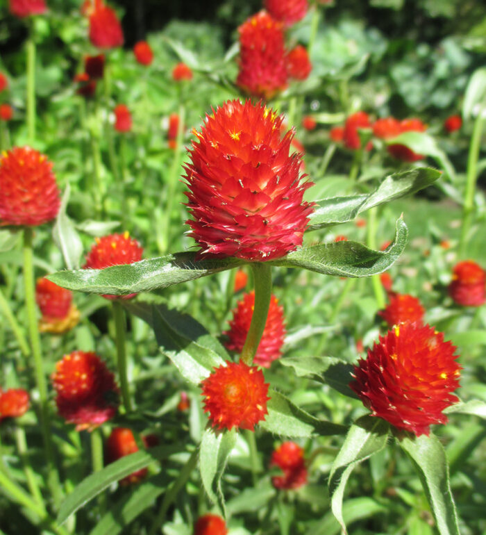 Strawberry Fields globe amaranth