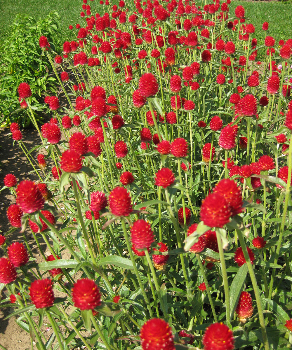 An Annual Worth Your Time: 'Strawberry Fields' Globe Amaranth