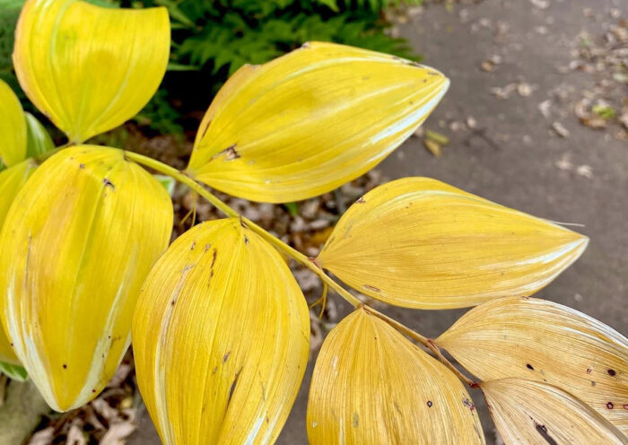 plant with fall color