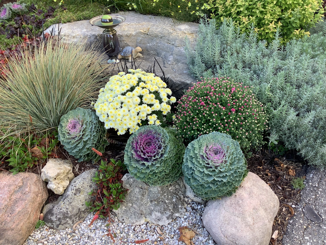 flowering kale and mums