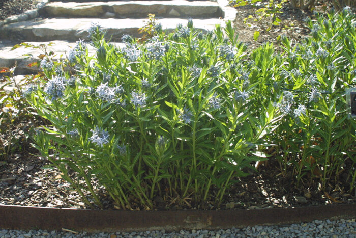 spring blooming perennials