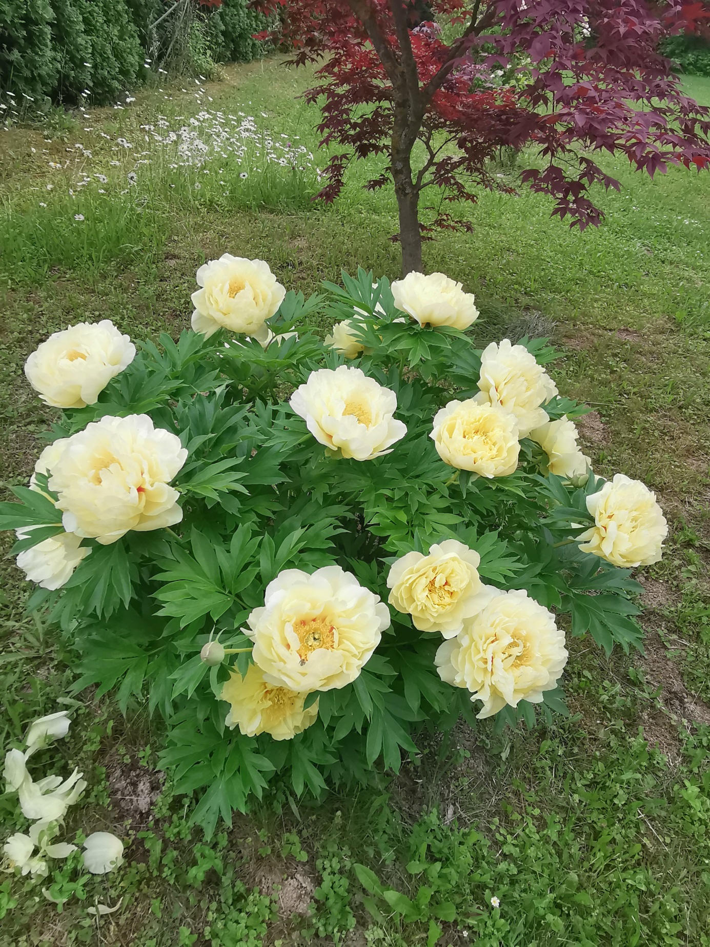 Yellow peonies