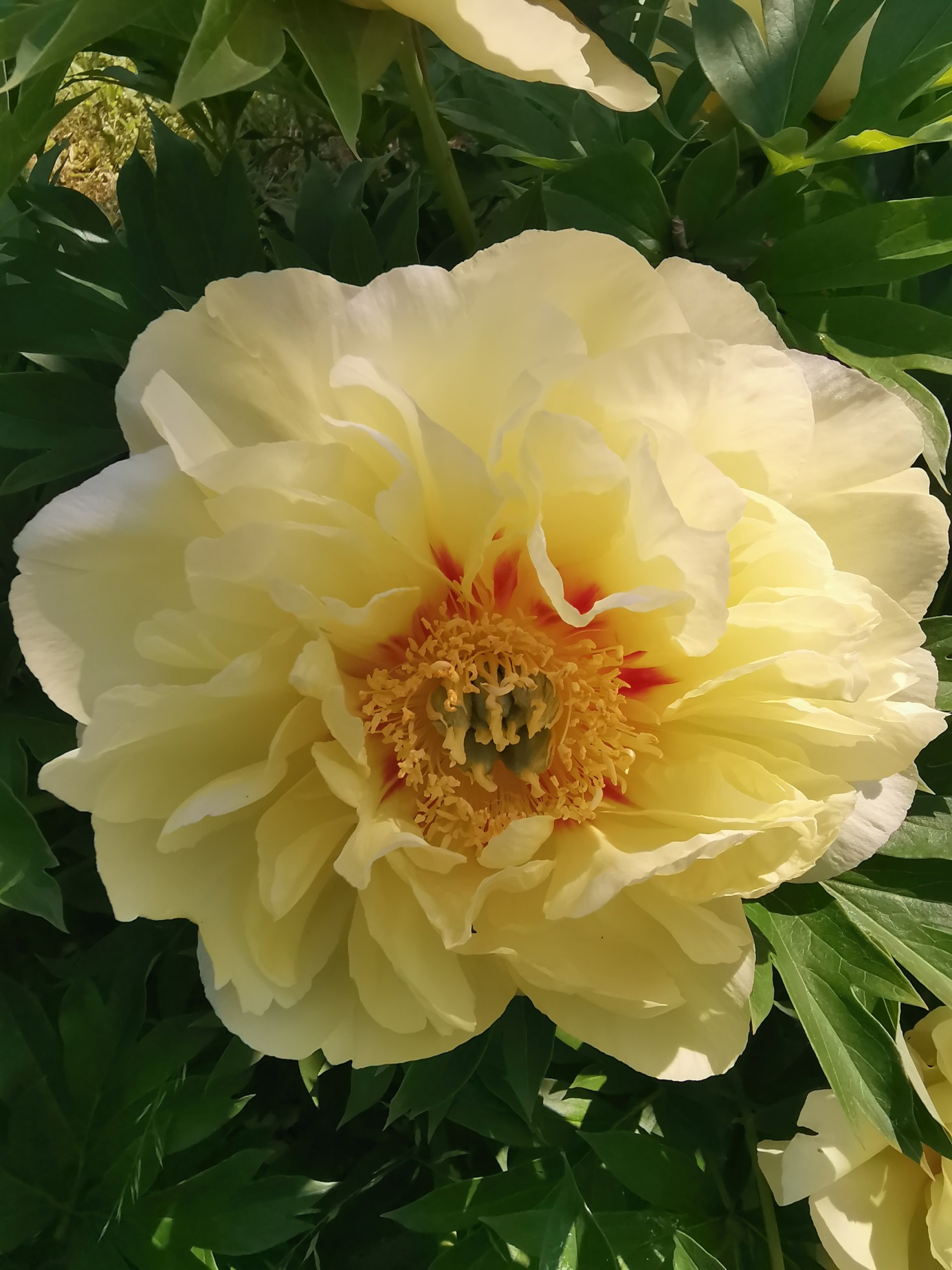 Itoh peony Bartzella