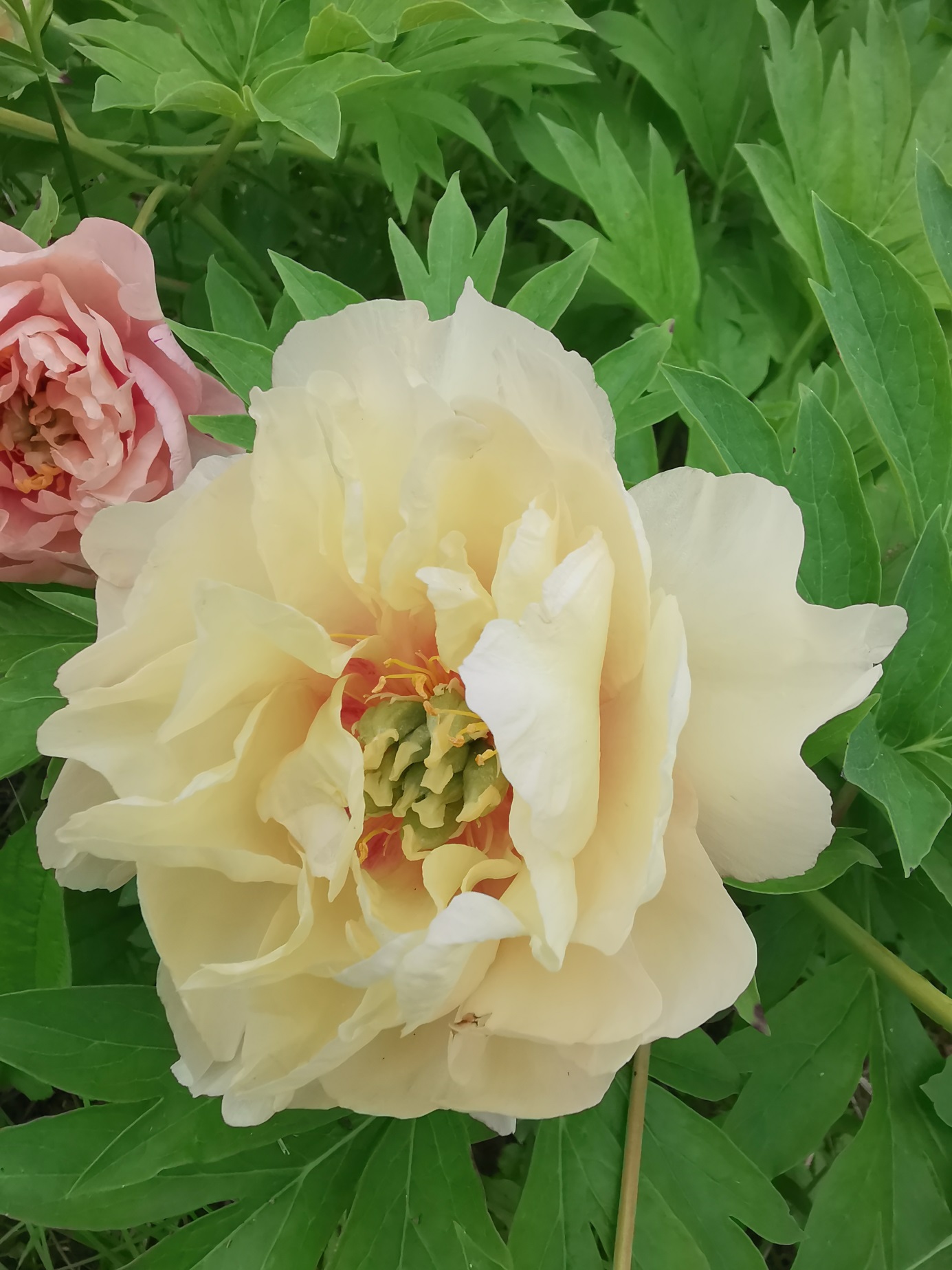 Close-up to Itoh peony Canary Brilliants.