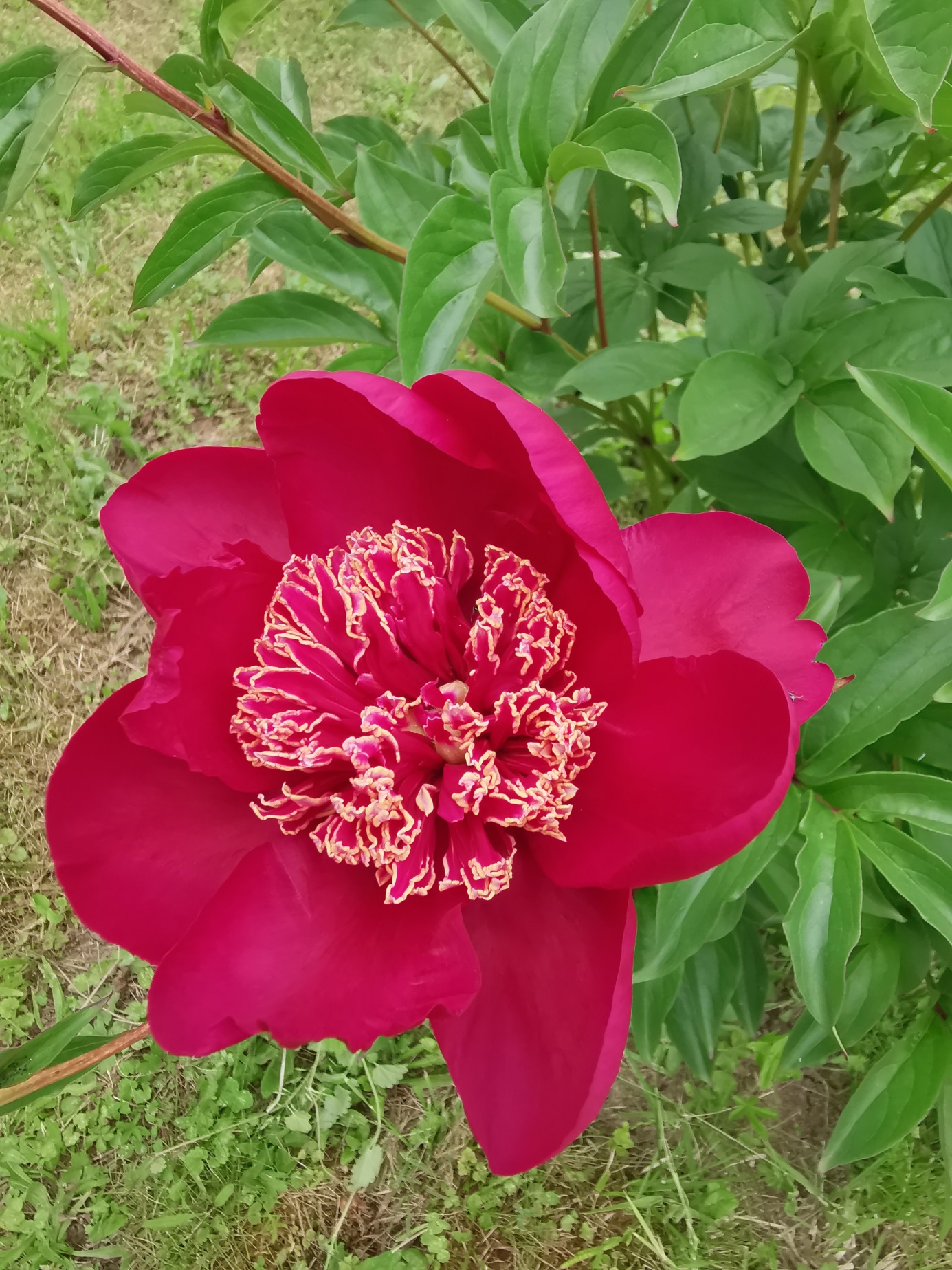 herbaceous peony