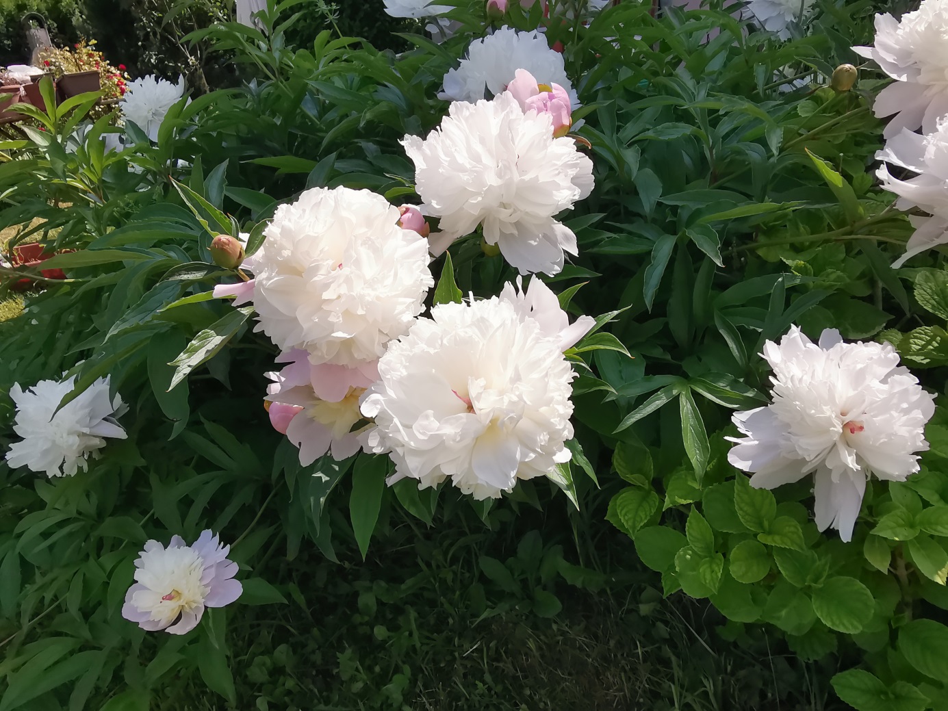 Incredible herbaceous peony with more than 70 big white flowers