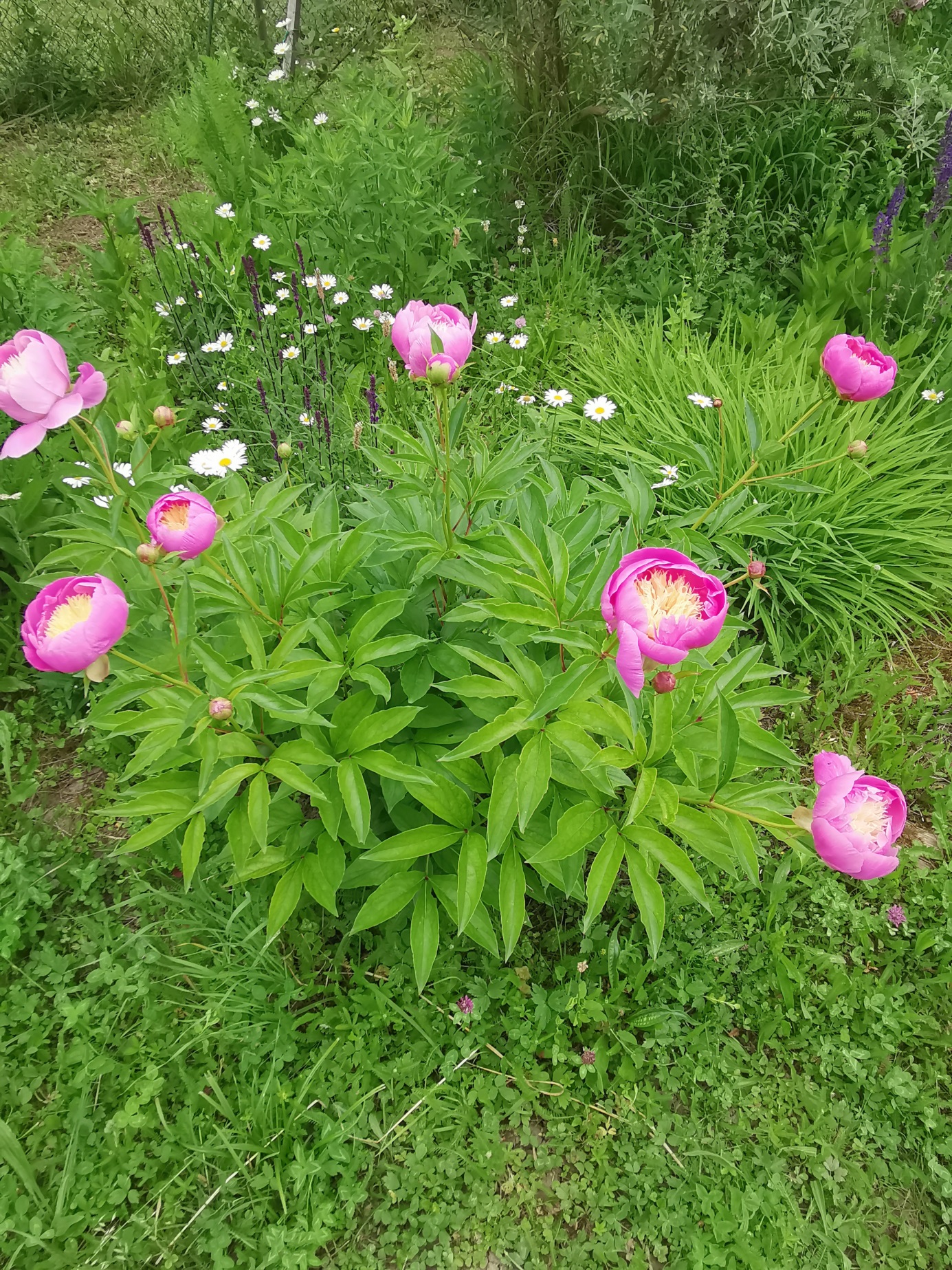 Peony ‘Bowl of Beauty’