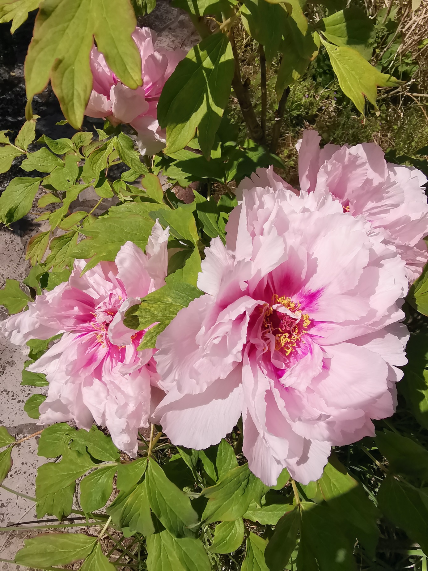 wonderful Itoh peony