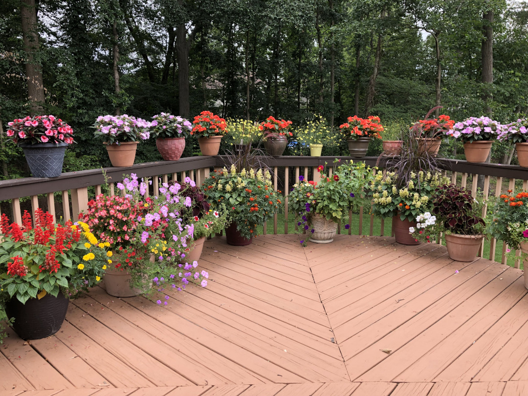 rows of containers of annuals