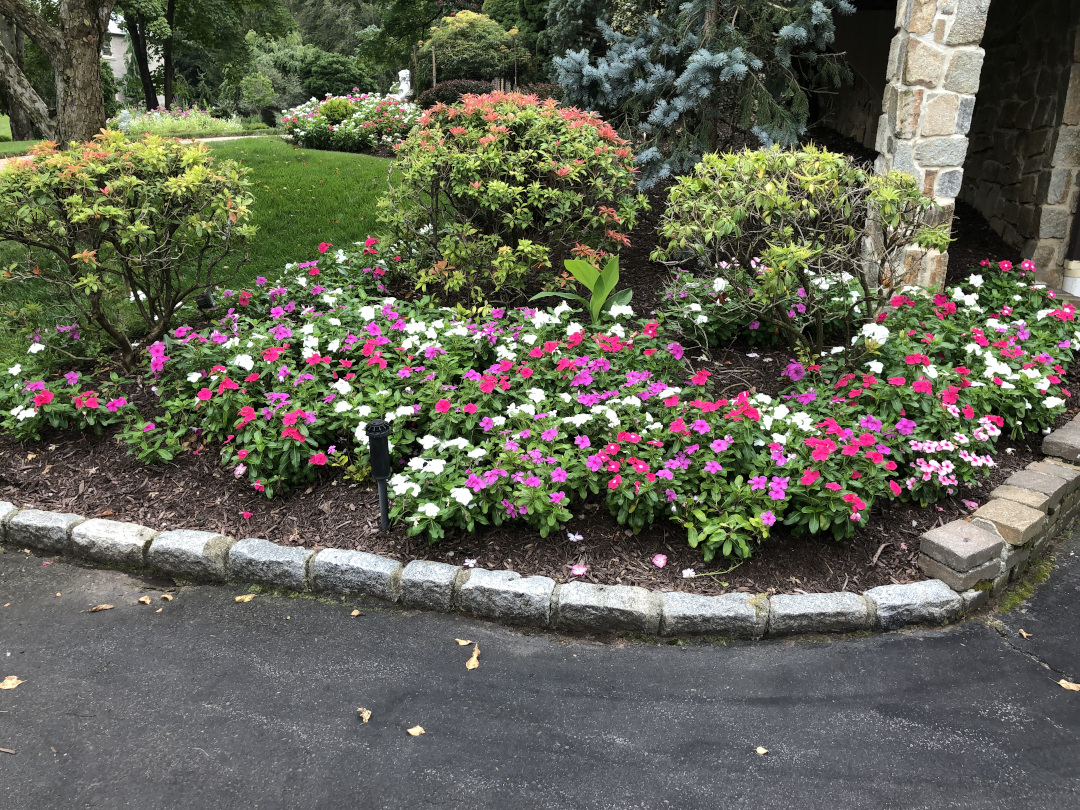 Here masses of vinca