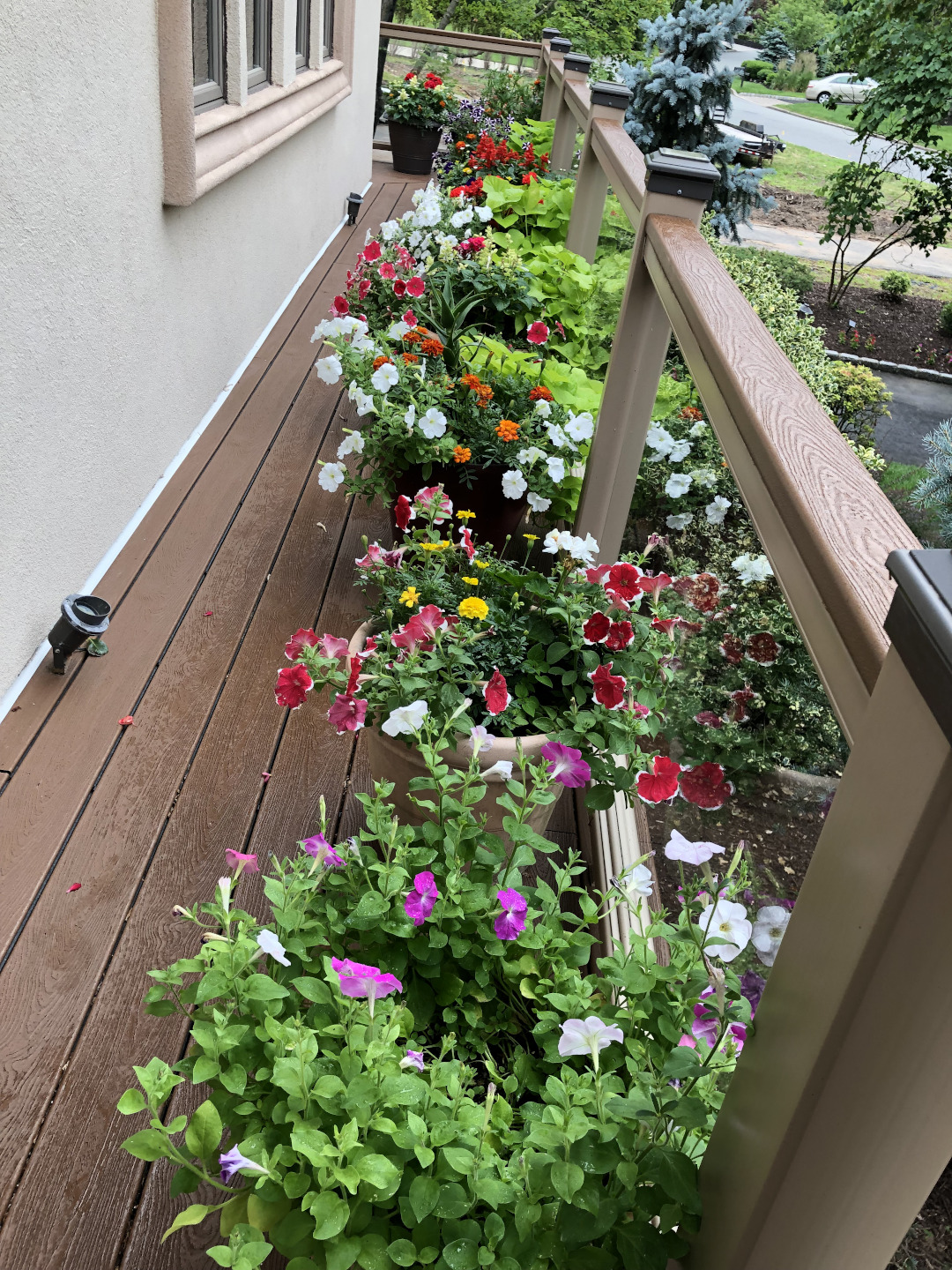 petunias and yellow-leaf sweet potato vine