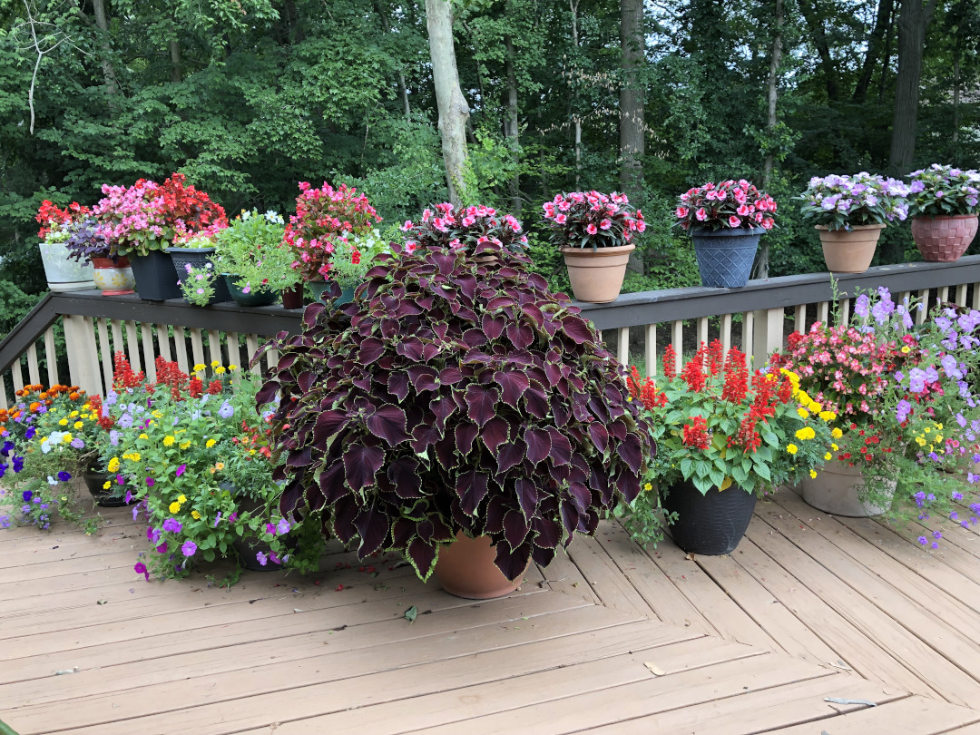 Coleus, Chocolate Mint