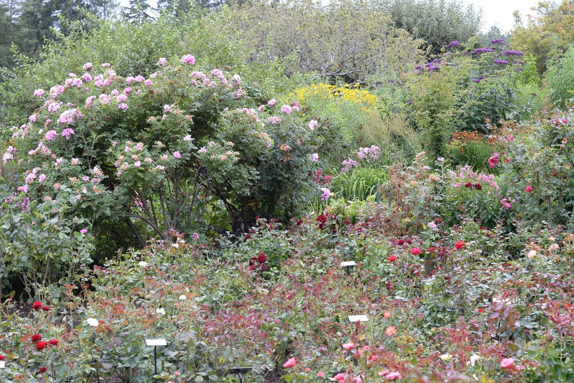 rose garden, with huge, flower-covered rose shrub blending into the perennials and other shrub plantings beyond.