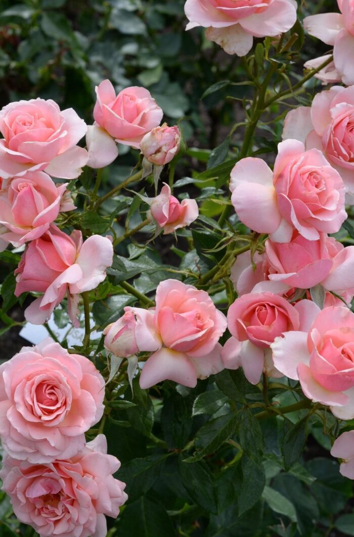 pink roses