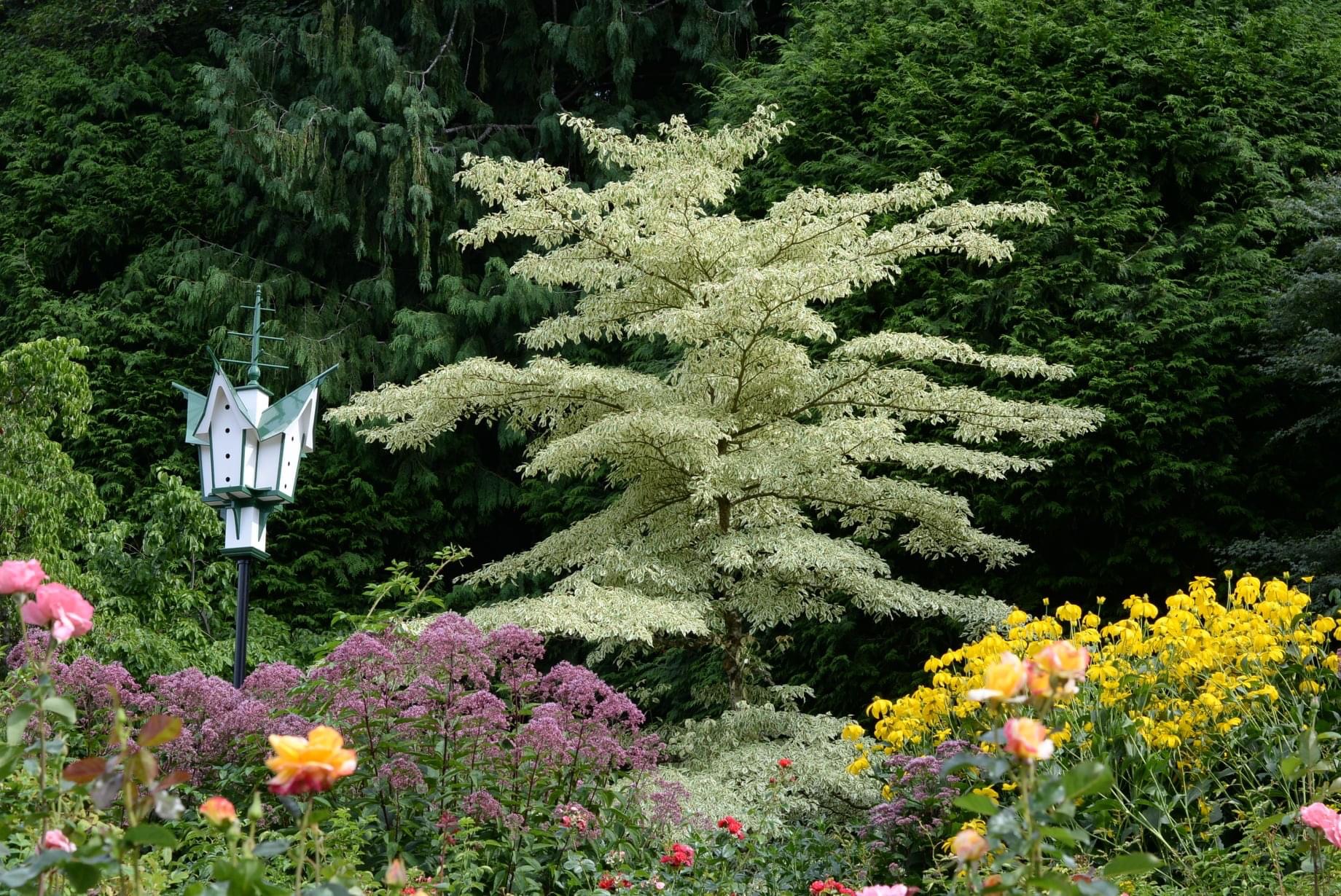 variegated pagoda dogwood